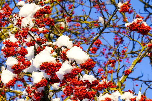 Скопления Спелых Красных Ягод Рябины Рябины Дереве Покрытых Свежим Снегом — стоковое фото