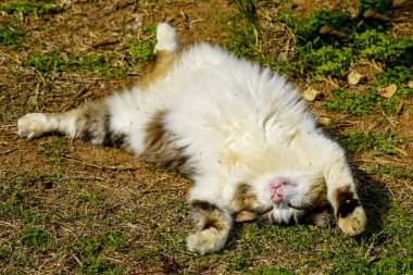 Mutlu tüylü evsiz kedi yeşil bir çimenlikte yatıyor pençeleriyle ve karnıyla