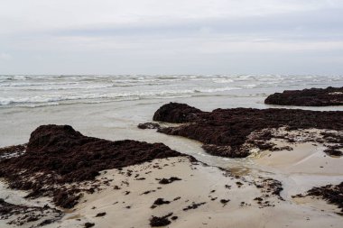 Baltık Denizi kıyılarında yıkanmış çürümüş kahverengi yosun yığınları.