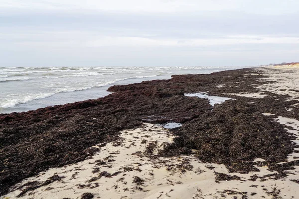 Pilhas Algas Marrons Podres Lavadas Costa Mar Báltico — Fotografia de Stock