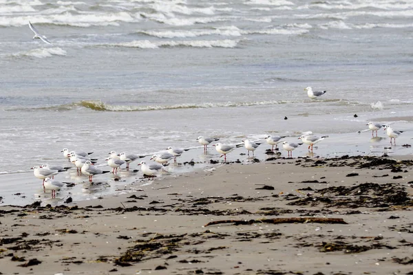 Paisaje Marino Invierno Con Pastos Marinos Marrones Playa Arena Gaviotas — Foto de Stock