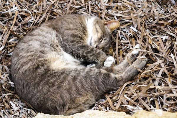 Beautiful Homeless Cat Sleeps Dry Seagrass Sea Paphos Cyprus — Stock Photo, Image