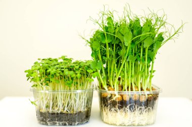 Side view of beans pea and sunflower sprouts with white roots in a transparent plastic pot on a light background