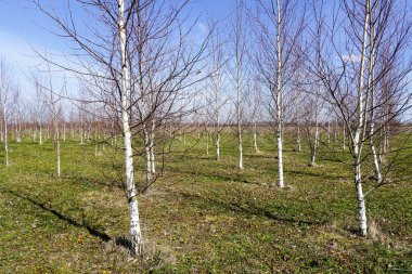 Arka planda mavi bir gökyüzüne karşı sırayla dikilmiş genç huş ağaçlarının bahar manzarası