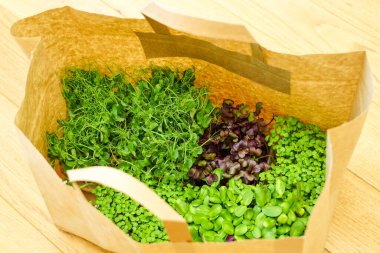 Turp, ayçiçeği, hardal ve bezelye filizleri geri dönüşümlü malzemelerin kağıt torbasında.