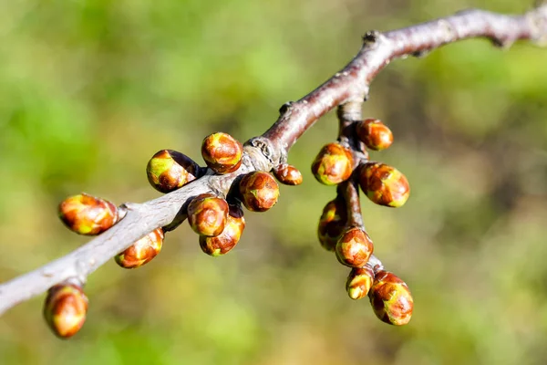 Unbloomed Apple Buds Early Spring Blurred Background Apple Tree Branch — Stock Fotó