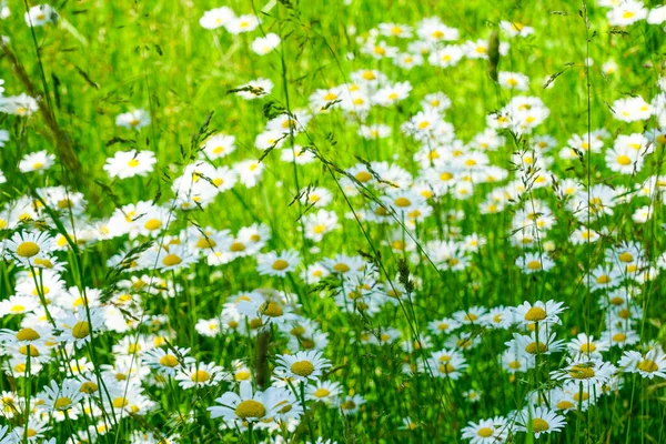 Camomile Oxeye Daisy Meadow Background Side View Selected Focus — Stockfoto