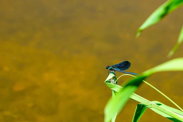 Adult Male Blue Dragonfly Calopteryx Virgo Beautiful Demoiselle Sitting Grass — Zdjęcie stockowe