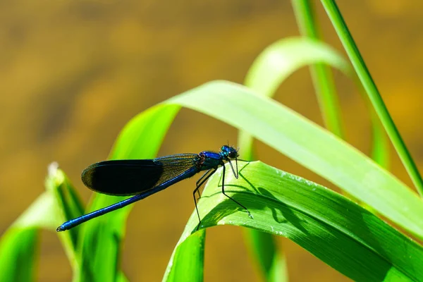 Adult Male Blue Dragonfly Calopteryx Virgo Beautiful Demoiselle Sitting Grass — Stock Fotó