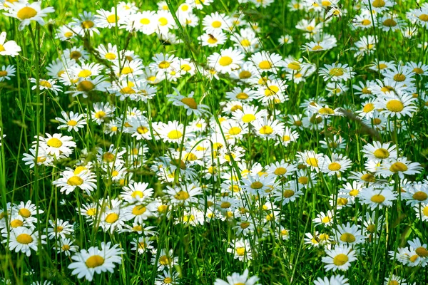 Camomile Oxeye Daisy Meadow Background Side View Selected Focus — Stockfoto