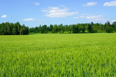 Beautiful green cereal field on forest and blue sky with white clouds background