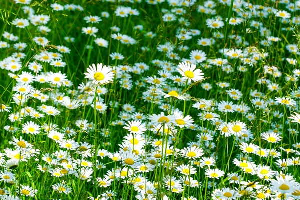 Camomile Oxeye Daisy Meadow Background Side View Selected Focus — Photo