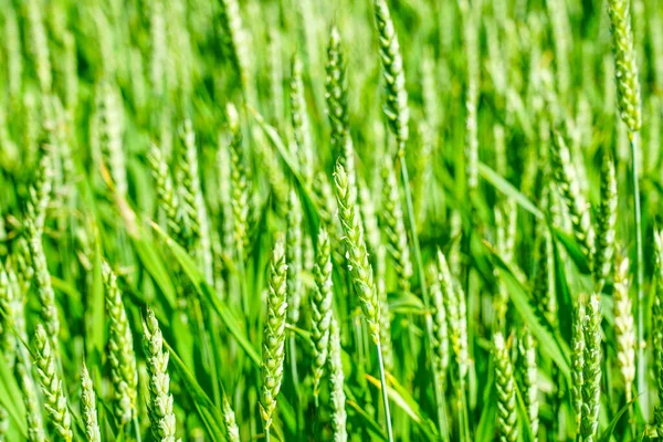 Magnificent Wheat Field Image Close View Fresh Ears Young Green — Zdjęcie stockowe