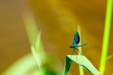 Adult male of blue dragonfly Calopteryx virgo, beautiful demoiselle, sitting on grass leaf above the river water