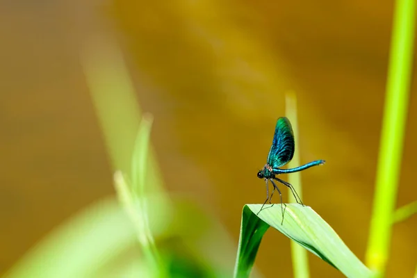 Adult Male Blue Dragonfly Calopteryx Virgo Beautiful Demoiselle Sitting Grass — Φωτογραφία Αρχείου