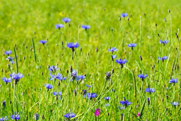 Blue Flowers Wild Cornflower Grow Bloom Meadow Selected Focus — Zdjęcie stockowe