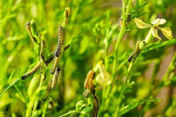 Κάμπιες Των Προνυμφών Πεταλούδων Λάχανο Pieris Brassicae Τρώει Φύλλα Των — Φωτογραφία Αρχείου