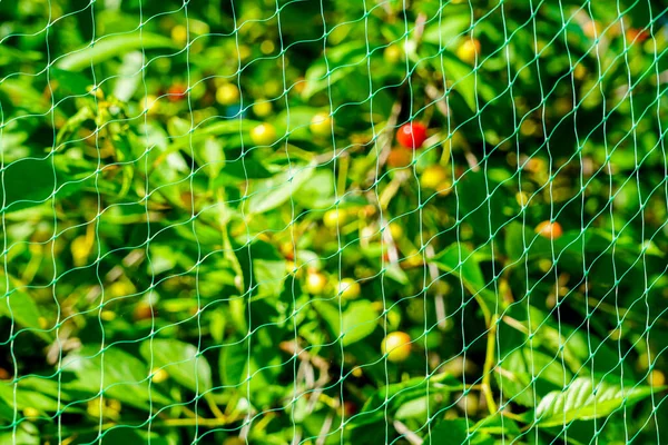 Vogelschutznetz Für Kirschbaumzweige Mit Ernte Einem Sommertag — Stockfoto