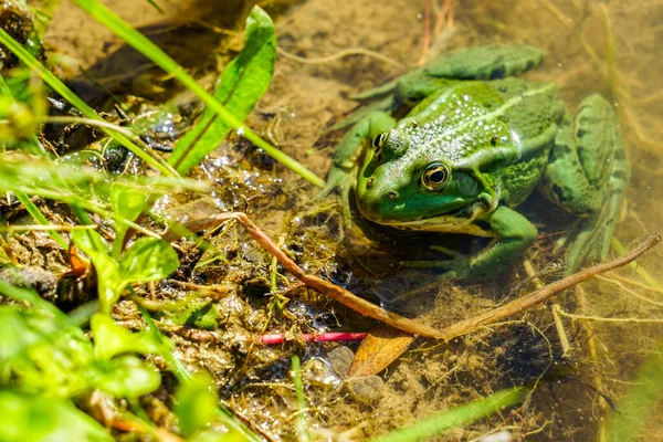 Edible frog or green frog, Rana esculenta, in a natural environment