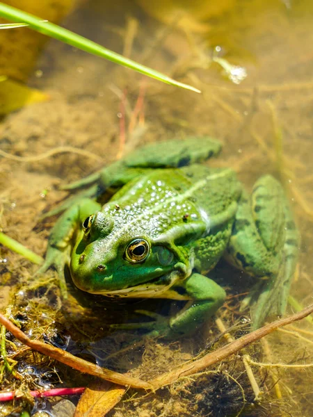 Edible frog or green frog, Rana esculenta, in a natural environment