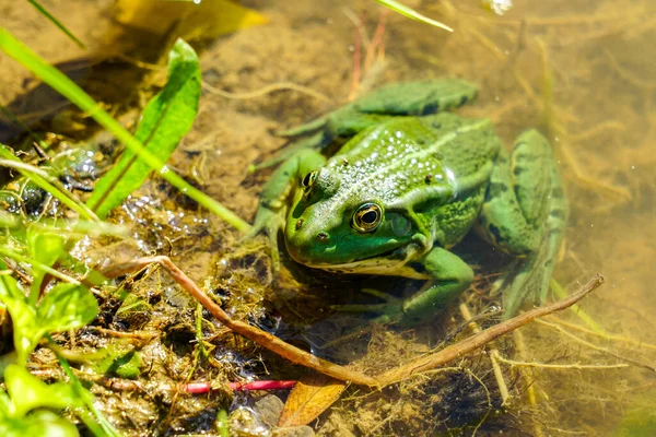 Edible frog or green frog, Rana esculenta, in a natural environment