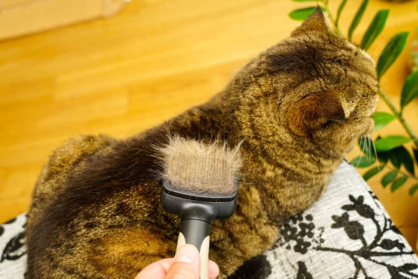 Combing fur of a cat with brush, taking care of pet removing hair at home, grooming animals, combing fur, full brush