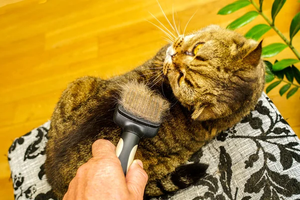 Combing fur of a cat with brush, taking care of pet removing hair at home, grooming animals, combing fur, full brush