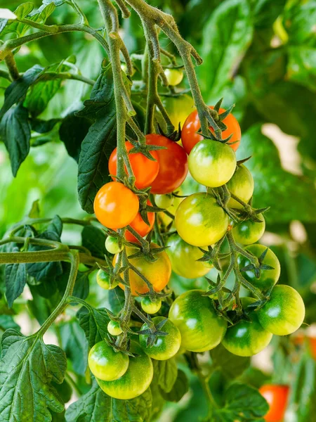 a bunch of green and red ripe cherry tomatoes on a background of green leaves