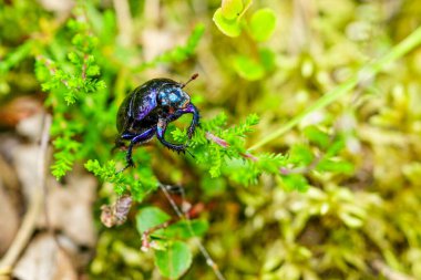 Bok böceği, toprak-sıkıcı gübre böceği türü, Anoplotes stercorosus 'u bozar, bir ot yaprağının üzerinde sürünür, seçici bir odak noktasıdır.