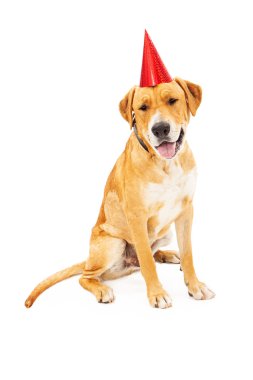 labrador retriever köpek doğum günü şapkası