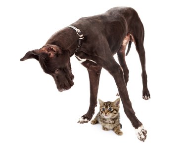 Danua köpek yavru ayaklar altında