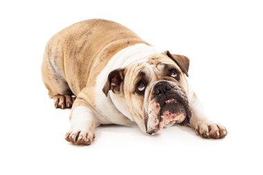 bulldog suçlu arıyor