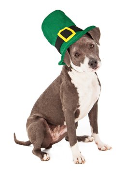 Pitbul mix giyen st patricks şapka