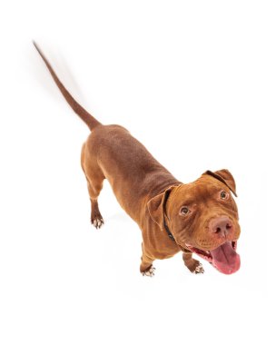 mutlu çukur boğa köpek kuyruk sallama
