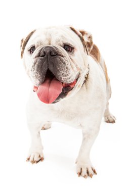 İngilizce bulldog ayakta
