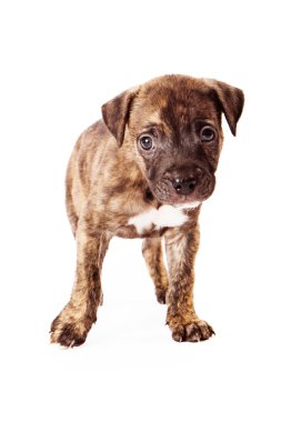 brindle karışık cins köpek yavrusu