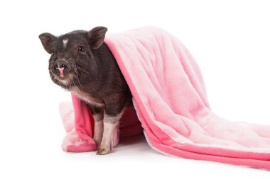Pig in a Blanket clipart