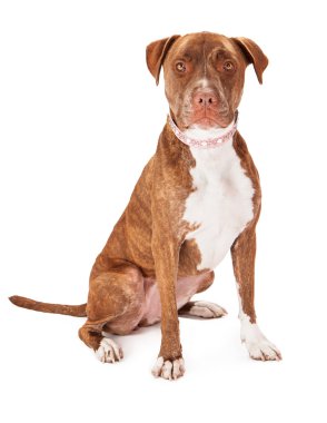 Pitbul köpek pembe yaka giyiyor