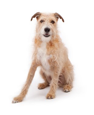 karışık cins büyük pis köpek
