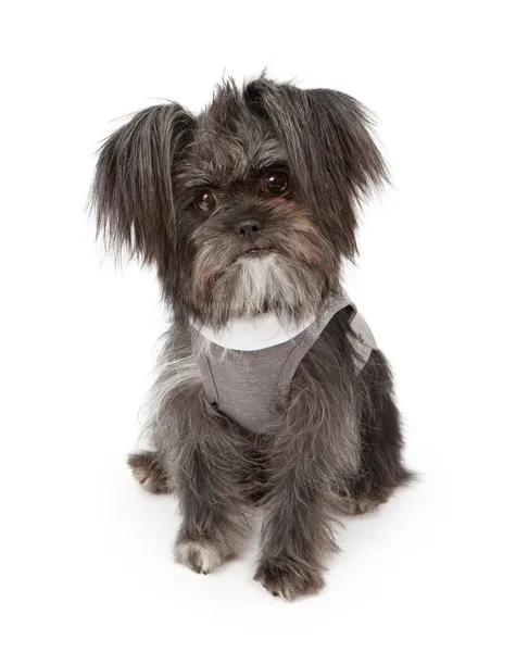 Liten blandras hund bär tröja — Stockfoto