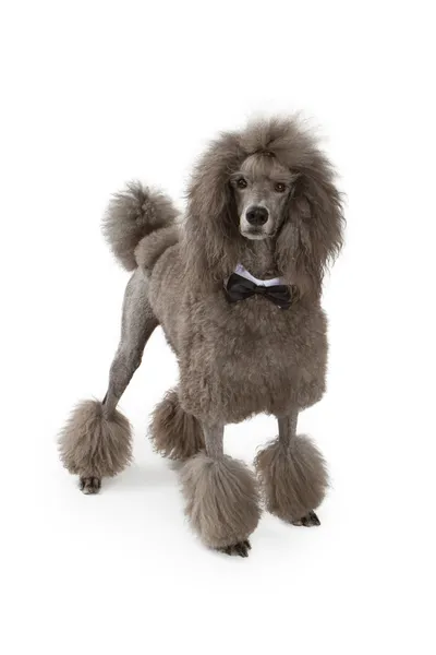 Cão Poodle padrão com laço de arco — Fotografia de Stock