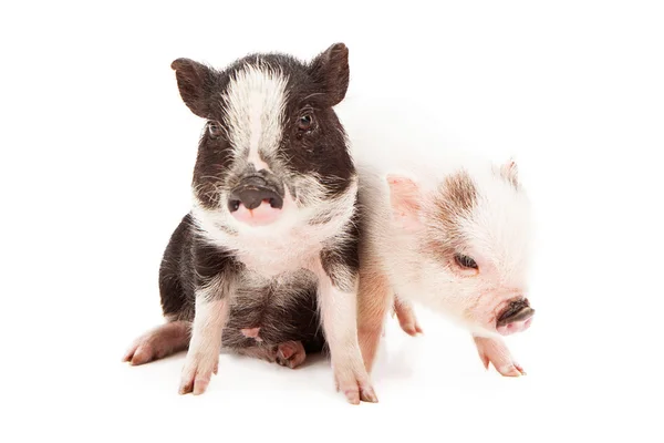 Piglets Sitting Together — Stock Photo, Image