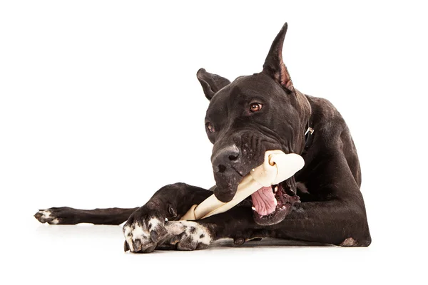Dog kutya eszik csont — Stock Fotó