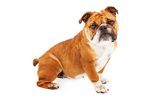 Bulldogge sitzt hübsch — Stockfoto