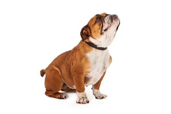 Bulldog Profile Looking Up — Stock Photo, Image