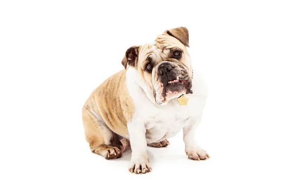 Bulldog özenli arıyorsunuz — Stok fotoğraf