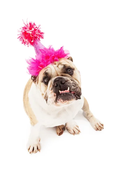 Bulldog in Birthday Hat — Stock Photo, Image