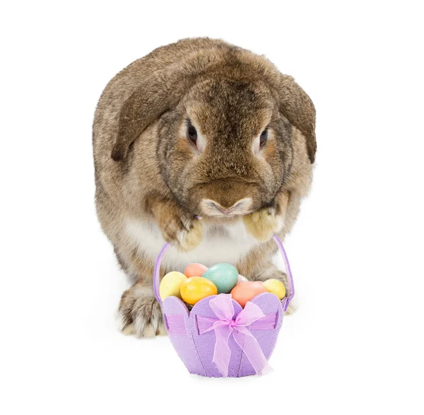 Een bruine hangoor-earred konijn met poten omhoog — Stockfoto