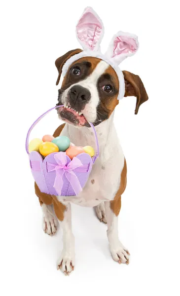 Boxeador perro llevando cesta de Pascua — Foto de Stock