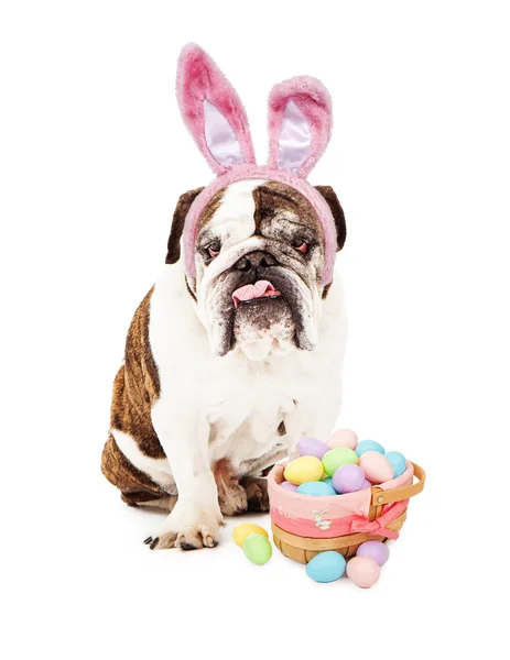 Bulldog inglese che indossa orecchie di coniglio e cestino — Foto Stock